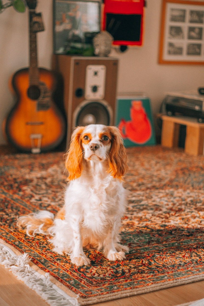 Dog relaxing on a clean rug in a Derby, CT home after pet odor treatment