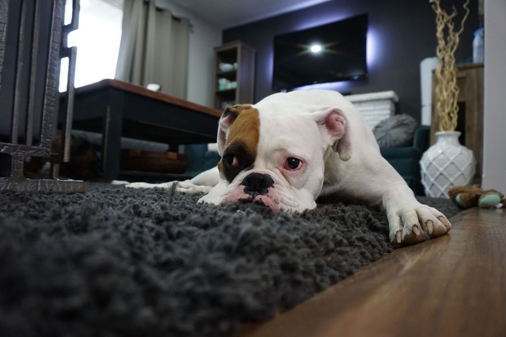 Dog relaxing on a clean rug in a Middlebury, CT home after pet odor treatment
