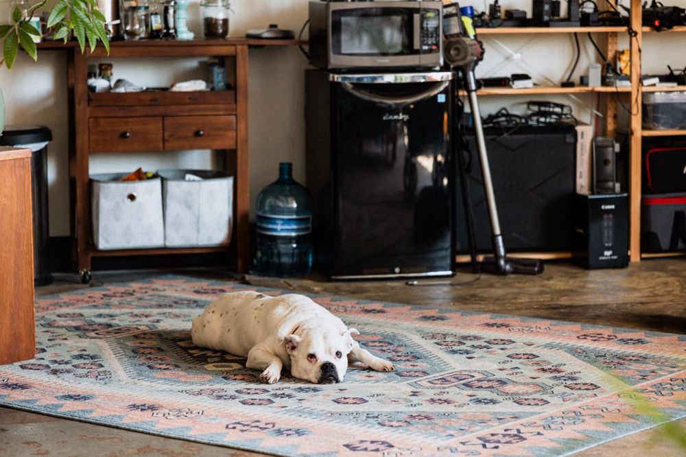 Dog relaxing on a clean rug in a Orange, CT home after pet odor treatment