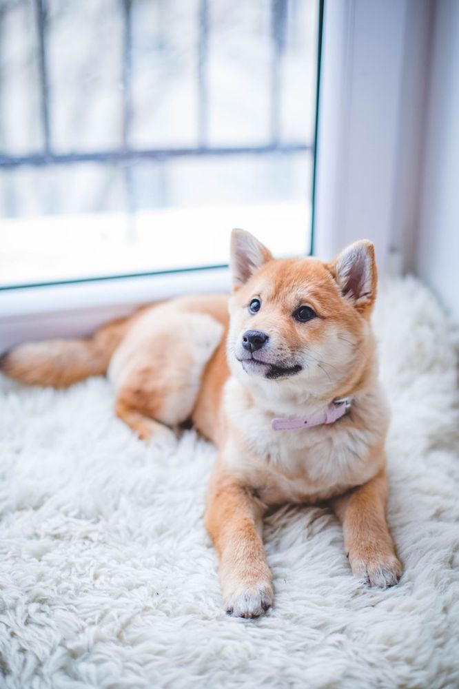 Dog relaxing on a clean rug in a Prospect, CT home after pet odor treatment