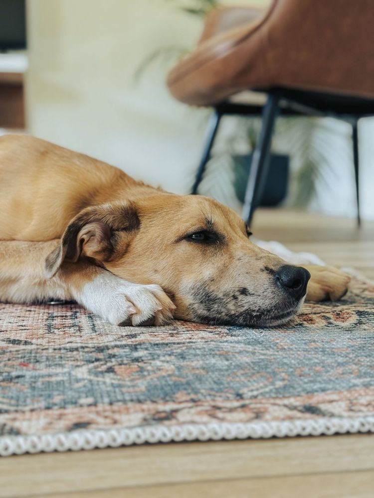 Dog relaxing on a clean rug in a Branford, CT home after pet odor treatment