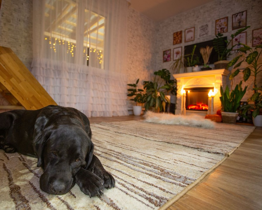 Fresh, odor-free carpet after BluePeak Cleaning Co. pet odor treatment service